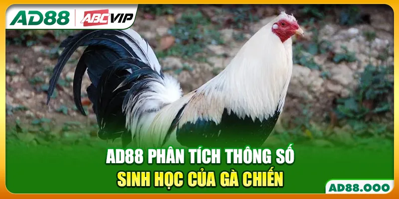 AD88 phân tích thông số sinh học của gà chiến