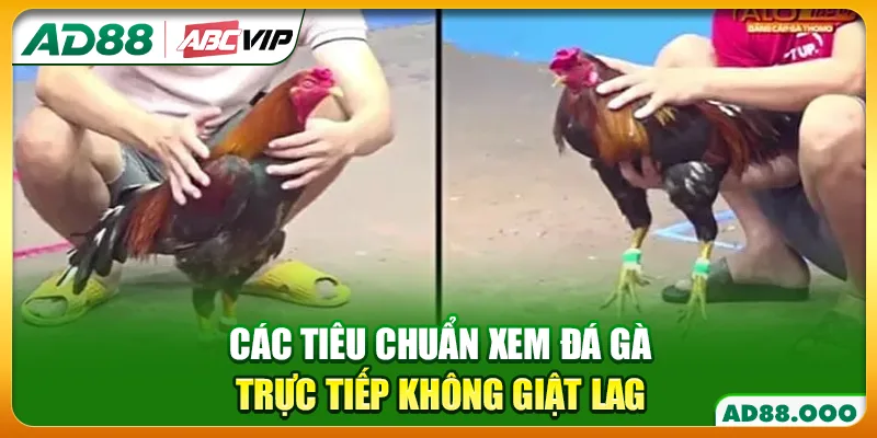 Các tiêu chuẩn xem đá gà trực tiếp không giật lag