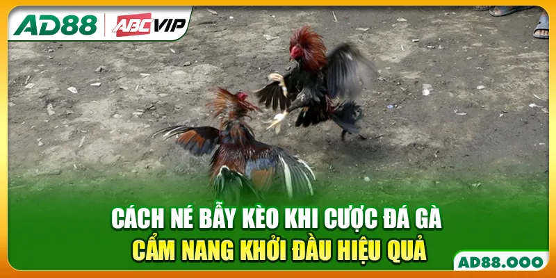 Cách Né Bẫy Kèo Khi Cược Đá Gà - Cẩm Nang Khởi Đầu Hiệu Quả