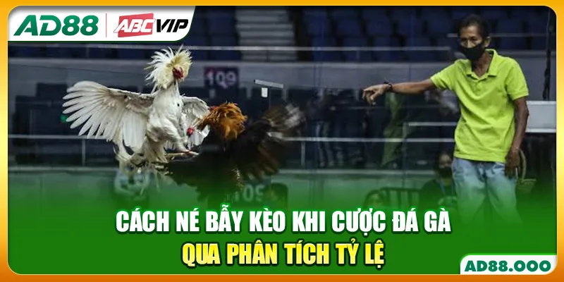 Cách né bẫy kèo khi cược đá gà qua phân tích tỷ lệ