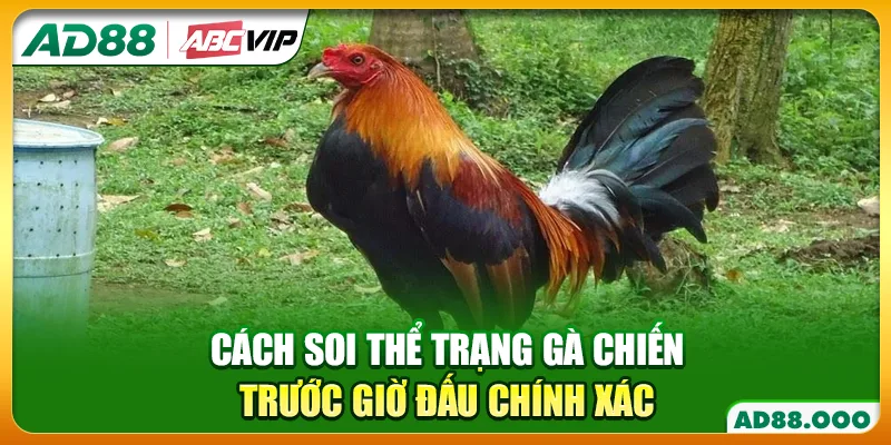 Cách Soi Thể Trạng Gà Chiến Trước Giờ Đấu Chính Xác
