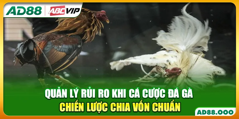 Quản Lý Rủi Ro Khi Cá Cược Đá Gà - Chiến Lược Chia Vốn Chuẩn