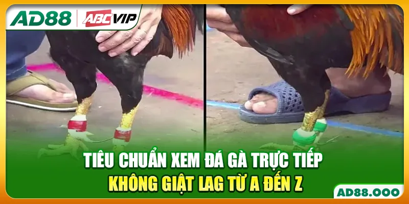 Tiêu Chuẩn Xem Đá Gà Trực Tiếp Không Giật Lag Từ A Đến Z